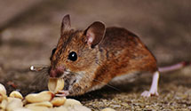24 Hour & Emergency Exterminators in Shenandoah Junction, PA